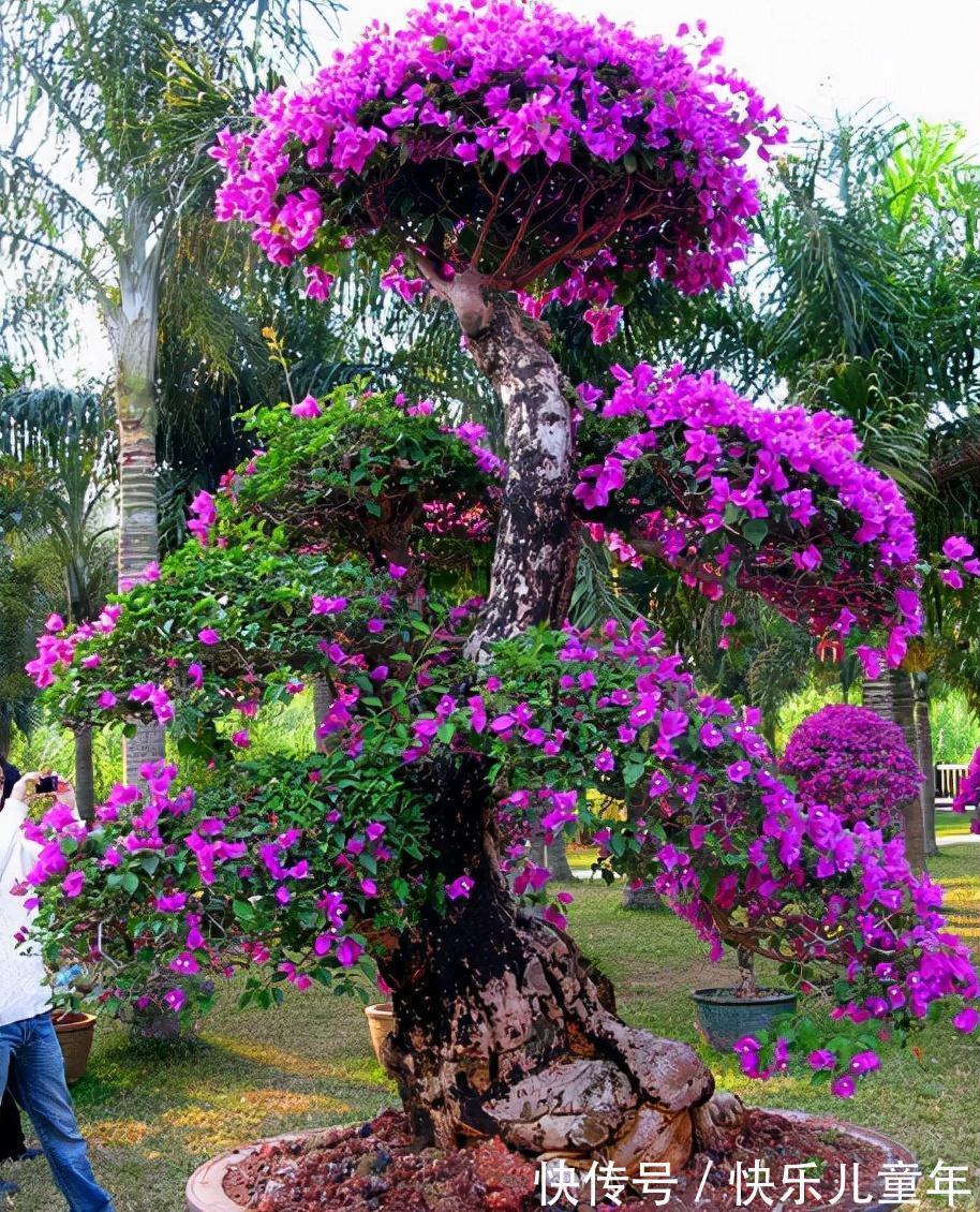 这3种植物,1年就能木质化,越老越有价值,回家养了有福气