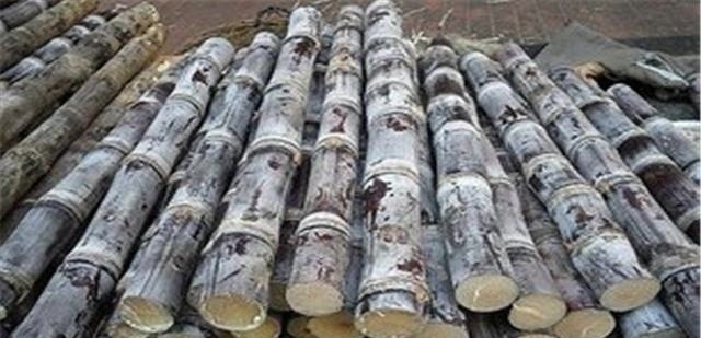 买甘蔗不要傻的再往粗了挑了!看准这三个部位,一挑一个准