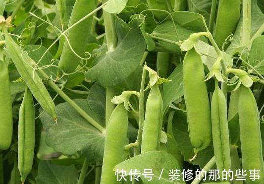 维生素有益健康的3种食物,每天坚持吃一些,美容养颜,滋补身体!