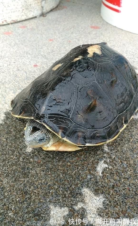 青蛙|河里全是“癞蛤蟆”和受伤的乌龟,为何忽然大量出现?