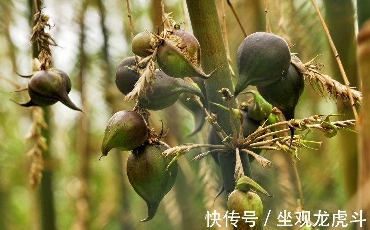 好兆头|奇闻：百年难遇竹子开花，老者却说不是好兆头