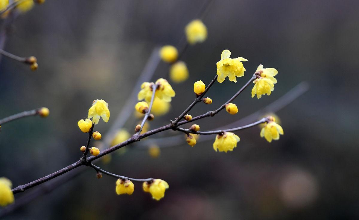 腊梅花叶子发黄干枯，和4点有关，做好后叶绿苗壮开花多
