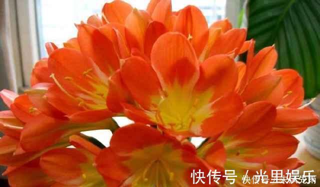 夏季|花匠严肃的说, 给君子兰这样洗个澡, 花苞蹭蹭长, 1年开花好几次!