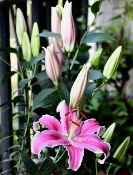 百合|对身体很好的3种花,香气四溢,有益身心,摆放家中好看又好养