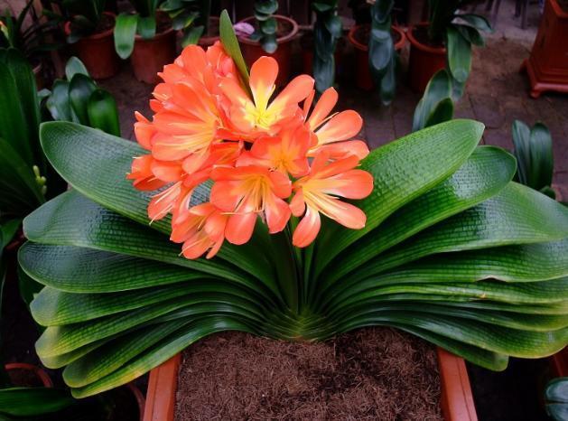 骨头|盆养君子兰,7天浇一次臭水,保管网格叶油绿、开花多