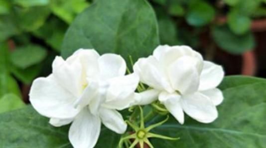 羨慕別人不生病,4種食物要多吃,清熱解毒,增強體質,養生