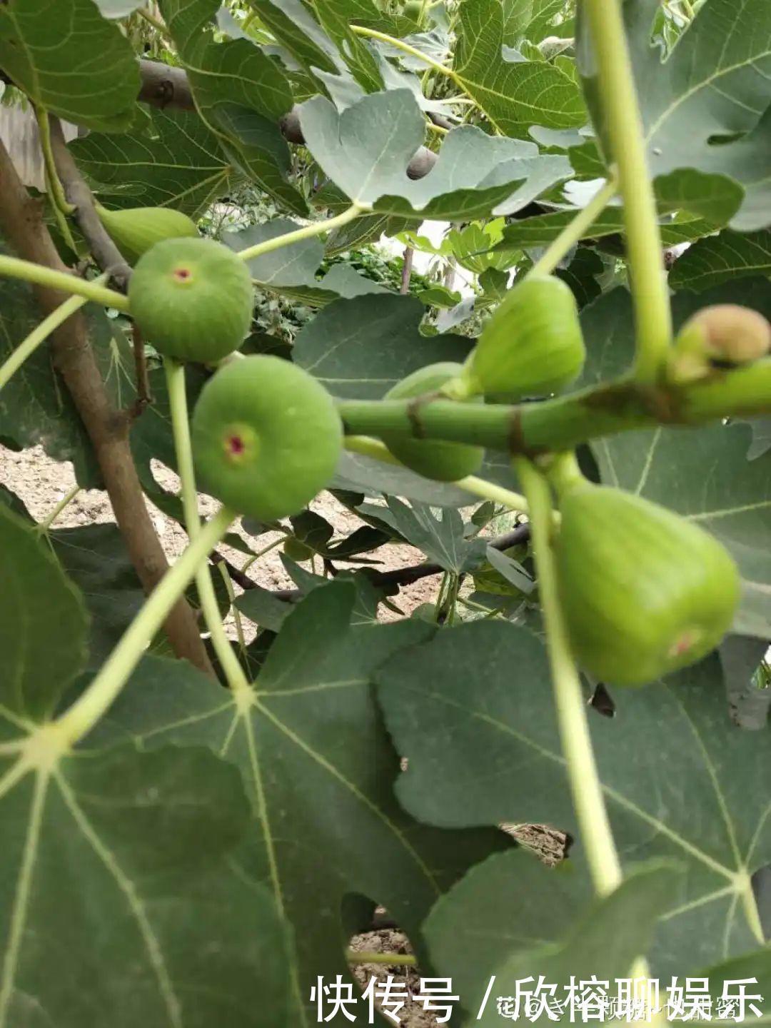 花花|大粗杆插土里,7天生根,当年结果压弯枝,不用买水果了!