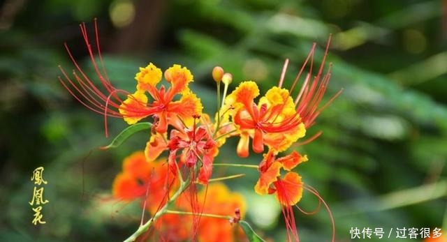 喜欢牡丹,不如养盆森之炎,花开如火舞凤凰,艳丽多姿,妩媚妖娆