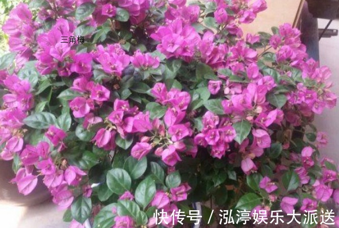 施肥|萌新三角梅夏季该如何养护三角梅夏季的养殖方法和注意事项