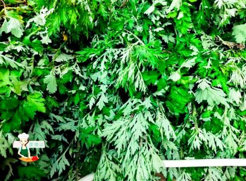 春天，记得吃“百草之王”，路边到处是，女人多吃补气血，睡眠好！