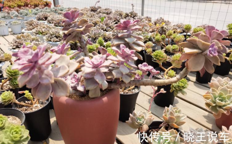 阿司匹林养花的技巧和注意事项