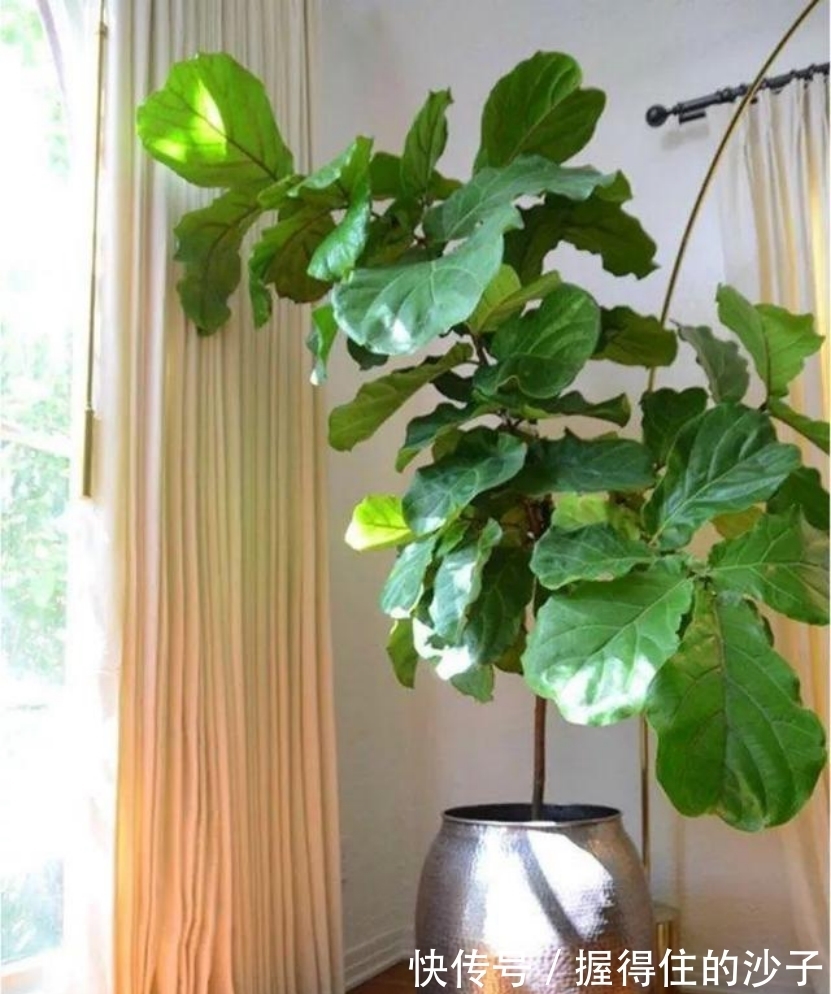 这6种花插枝即活,一盆变十盆,阳台美成小花园,你要不要试试看