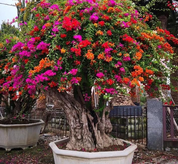 盆栽三角梅该怎么催花？谨记2点，轻松达到目的