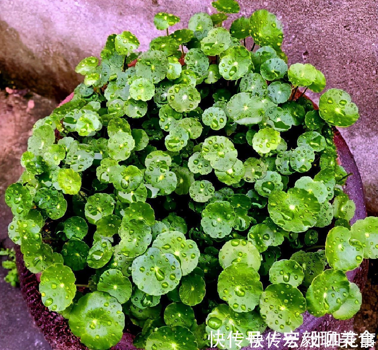 养6种花,手不能懒,经常“剪一剪”,越剪越爆盆