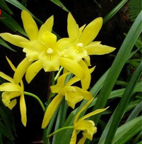  四溢|花色最“高贵”的兰花，也曾多次获奖，芳香四溢，气质优雅还好养