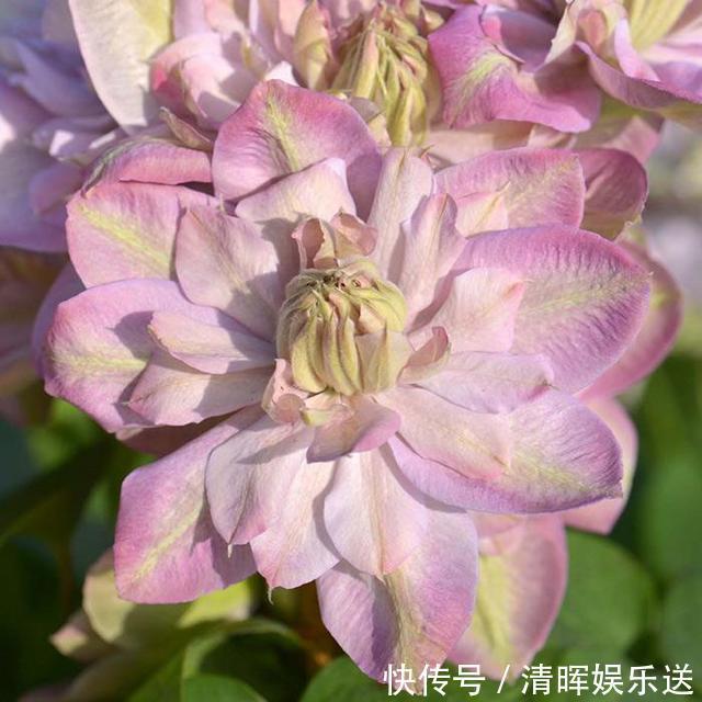 浇水|盆栽铁线莲开花了,花期养护注意几点,开花多花色艳还能延长花期