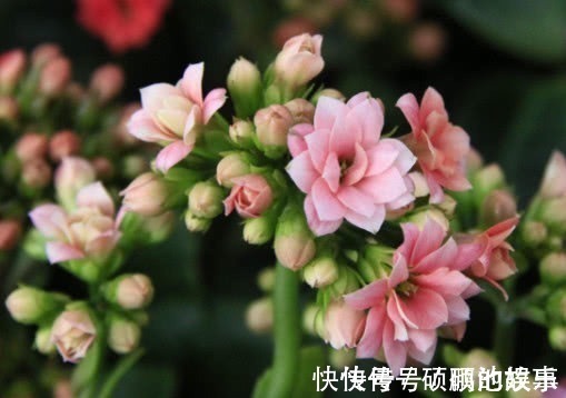 盆栽|长寿花漂亮又艳丽,教你3个盆栽长寿花的小妙招,长的越来越旺盛