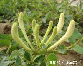 红金银花|什么是红金银花呢 红金银花的功效有什么呢