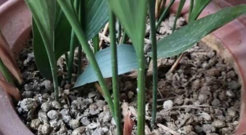 作为养花人,有机会就多收集些它们,看着不起眼却全是好东西