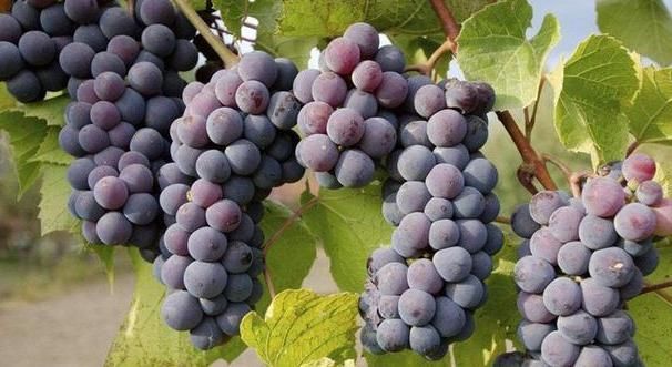 失眠心烦,牢记:多吃“三物”,改掉“三事”,不再失眠睡得香!