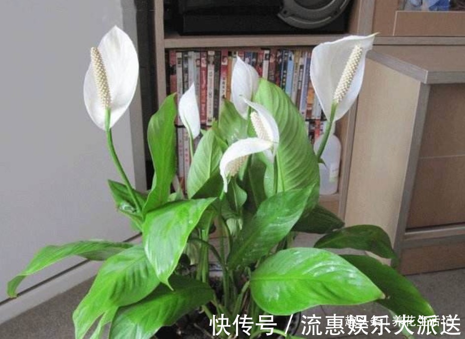 油绿|养护白掌时,要做好“3个”步骤,花朵开满叶子油绿,花期时间长
