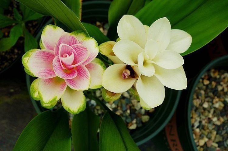 4种“懒人花”，好养又漂亮，开花美长势旺，黄绿交辉，内敛美