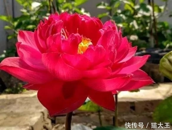 种花|3种花，明明开花很漂亮，却因花名被很多人“嫌弃”，太冤了！