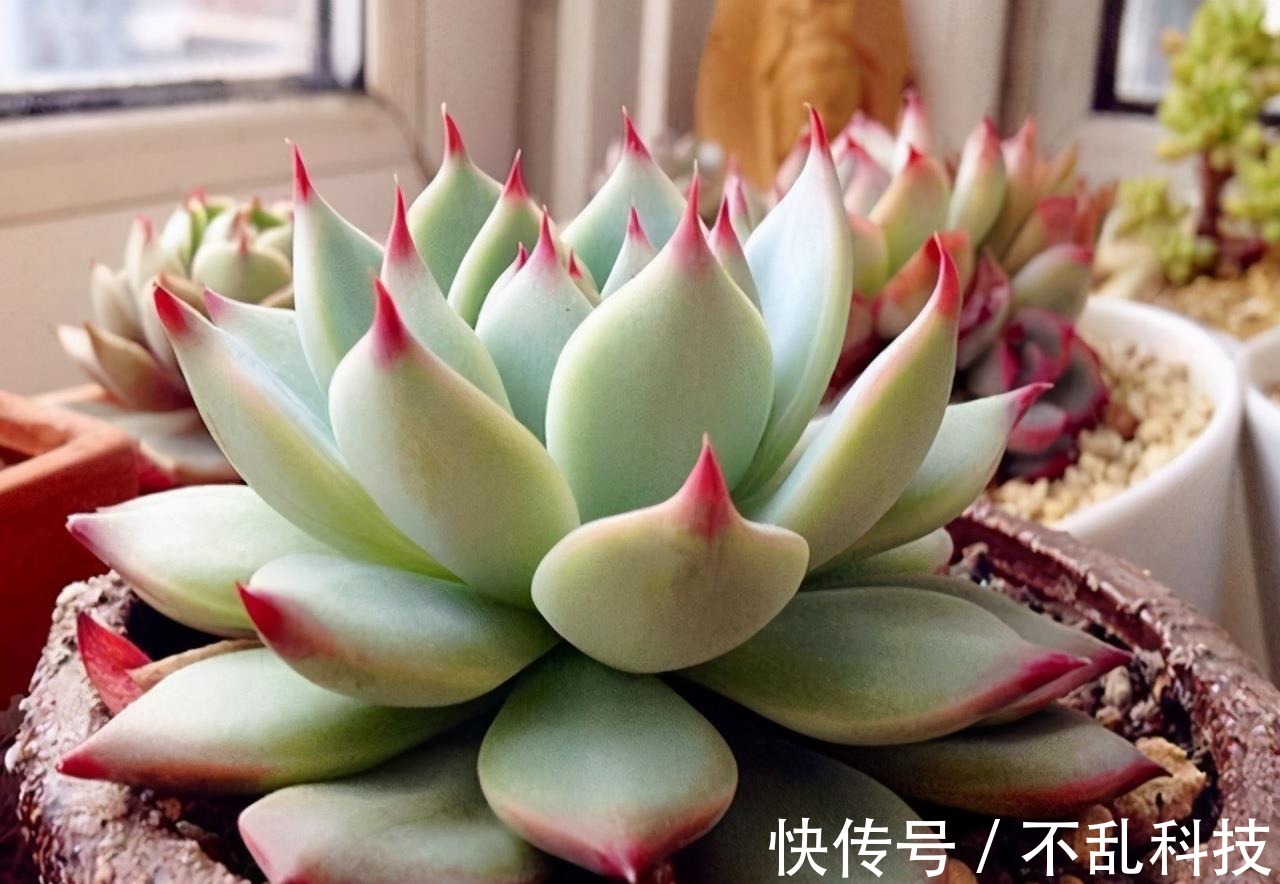 多肉|冬天养多肉,3个“不小心”,个个“徒成狗”?砍头才是硬道理