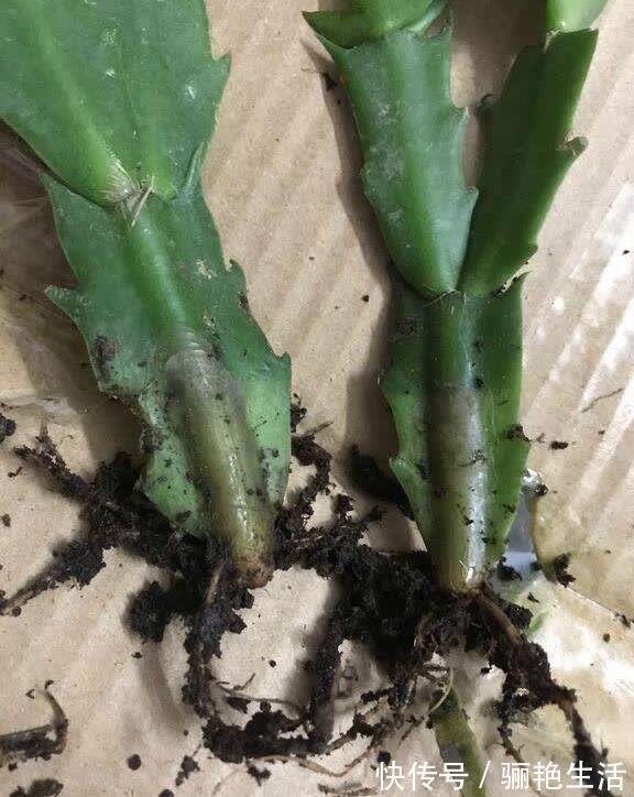 河沙|秋季蟹爪兰根茎腐烂开花少教你“2法”,蟹爪兰一年最少开花3次