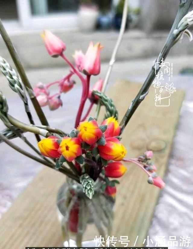 从一颗到500多盆,遇见多肉后,满眼全是你!