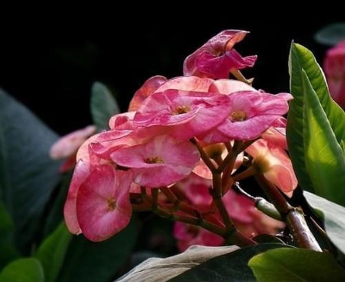 越来越多人家里养这种绿植,一年四季花开不断,好看又容易养