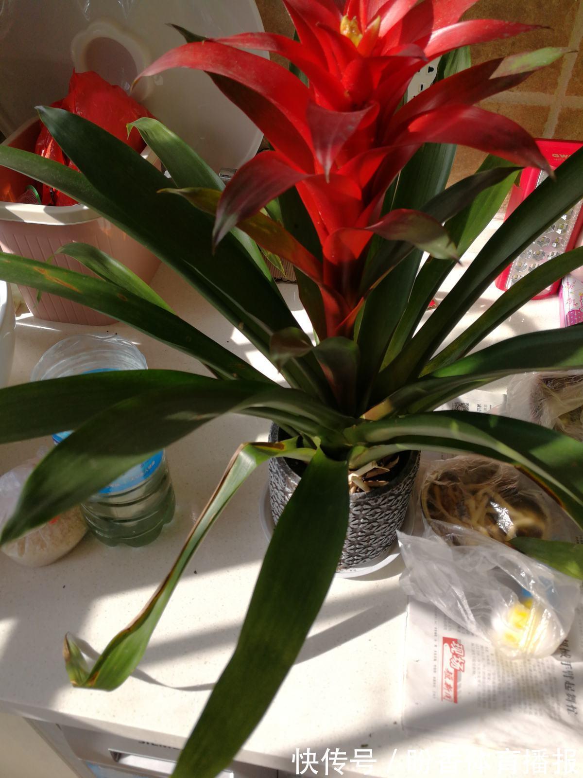 6种“转运花”，最合适养客厅，漂亮大气，富贵又吉利