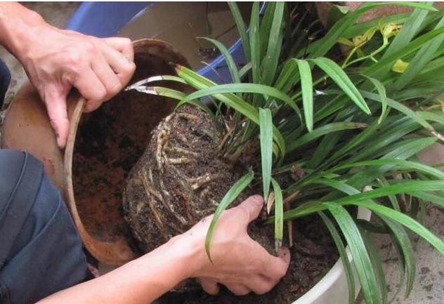 做好|“兰花”怎么养做好5点,叶子油绿,开花多,又香又好看!