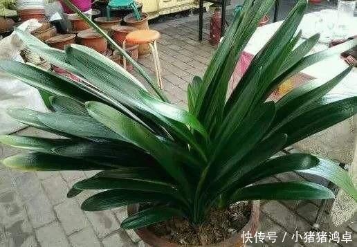 君子兰长得慢,给它吃一点“钙片”,根壮叶绿疯长,开成大花球