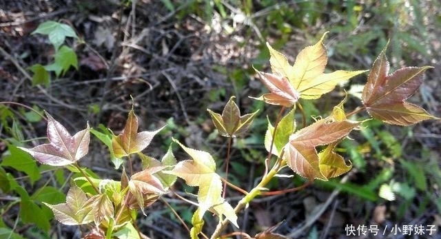 若在路边遇见“它”,那是您运气好,别犹豫,抓紧拿袋装回家!