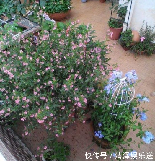 “厨余垃圾”养花也有误区，很多人方法都用错了，难怪养花不好看