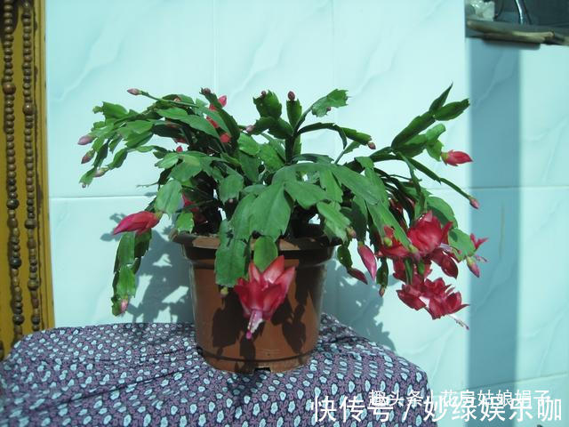 三角梅|适合秋天养的7种花,好养易活,只要环境合适,爱开花,花期长