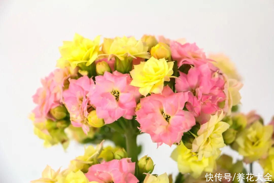 上万块的蟹爪兰，开花像烟花，养过的人不多