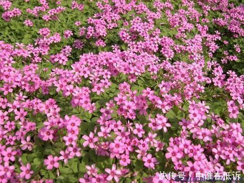 花色|她只养一种花，花色鲜艳，开出一片花海，人人见了都夸美
