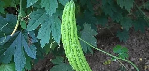 苦瓜|皮肤好的女人,一般爱吃6种食物,若你也爱吃,真有福气