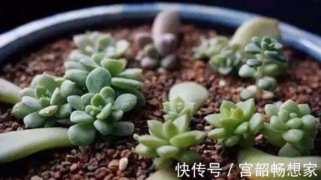 黄金秋季,养多肉可以大干一场,教你繁殖小窍门,一盆变百盆