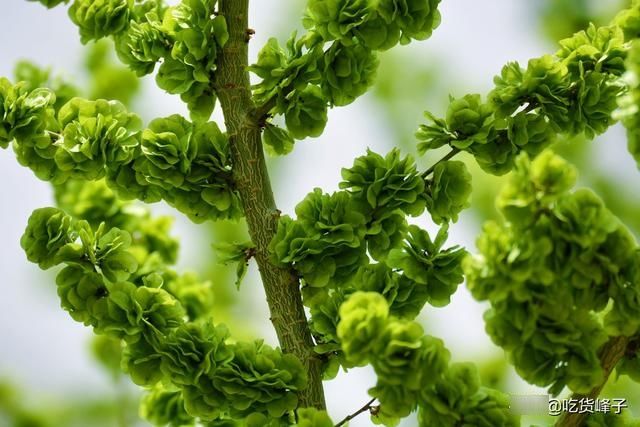 春天唯一不含“草酸”的野菜，钙是菠菜3倍，花期短，现在正当季