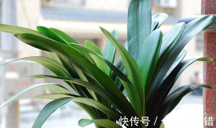 君子兰容易死，不开花，只需做对5件事，叶片翠绿开花也旺