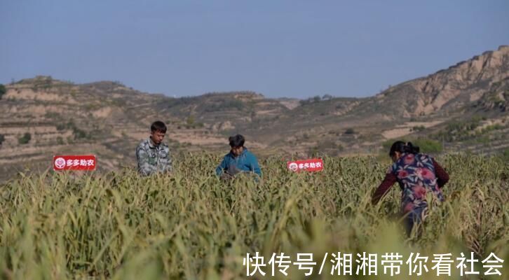 米脂小米|一粒小米成就“米脂婆姨”电商助力网红口粮好评率99%“网红”小米是如何炼成的