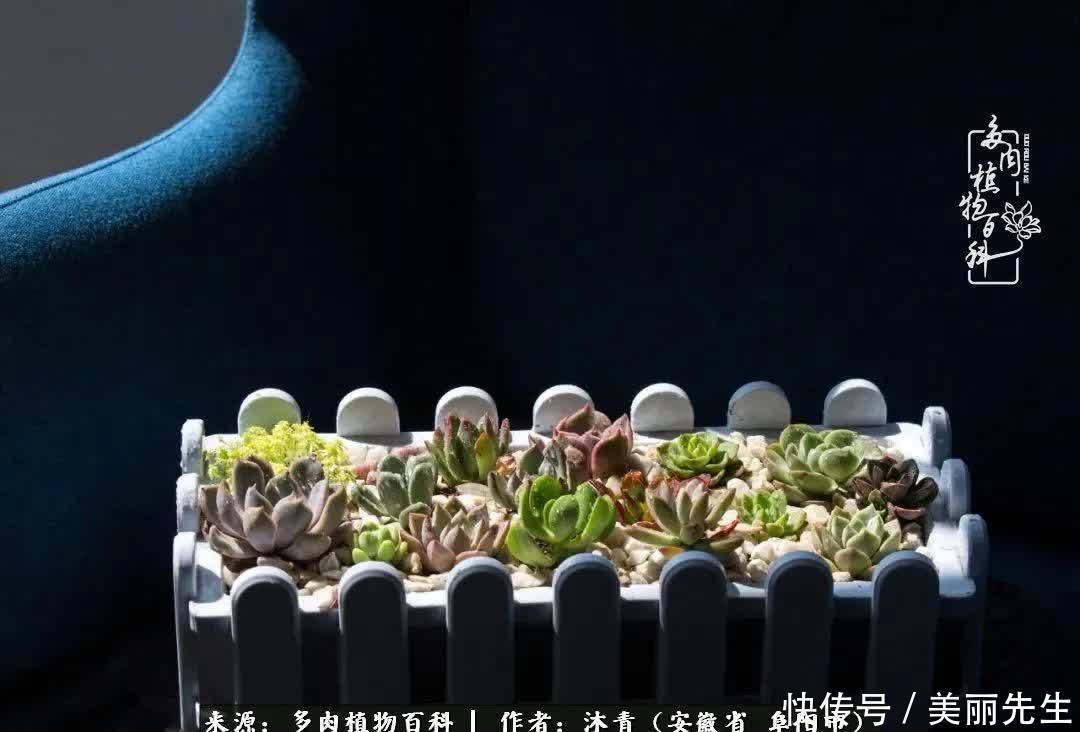 多肉——入了我的时光画卷!