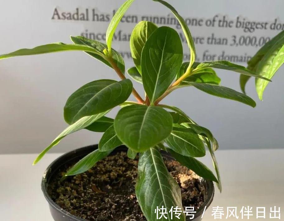 花根|养花人该常备的4样工具