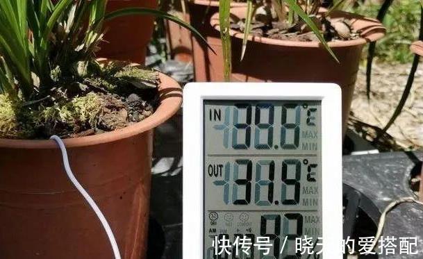 妙招|立秋天气还这么热，养兰花有没有避暑妙招？教你3招安全避暑