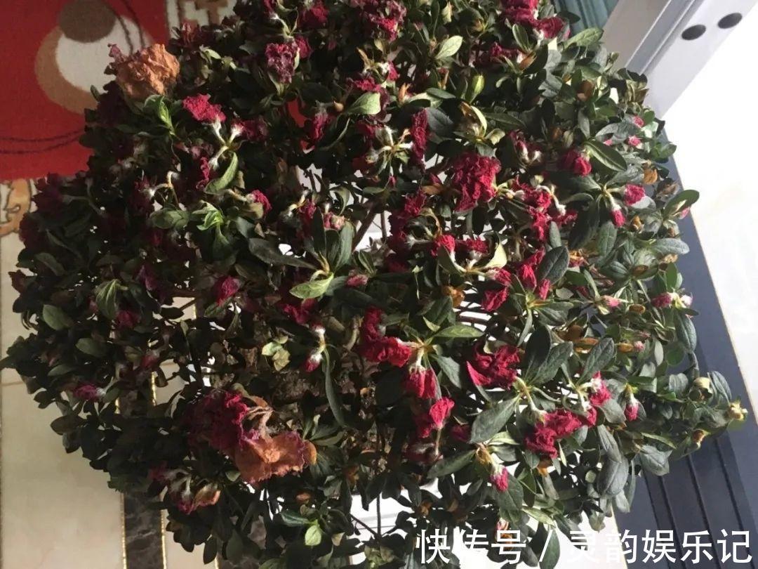 6种花一天不浇水，叶子就耷拉，缺水3天就死翘！