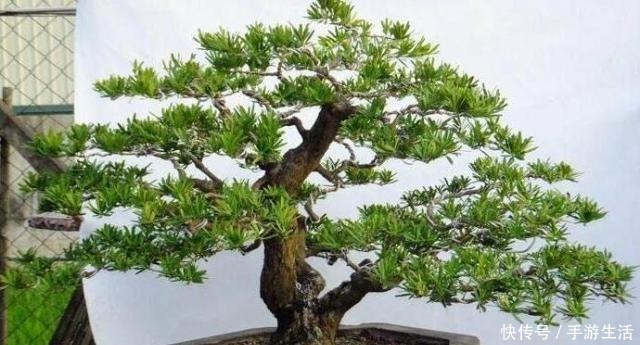 明白人都养“3种树”，看着很“普通”，殊不知，越养越“值钱”！