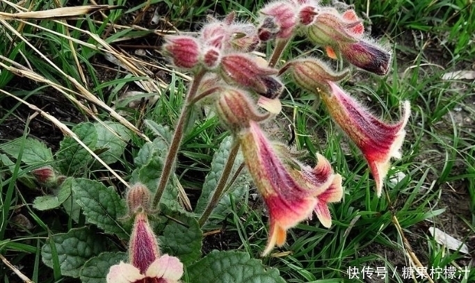 杂草|它是“四大仙药”之一,若长在你家屋顶,是你福气,别以为是杂草